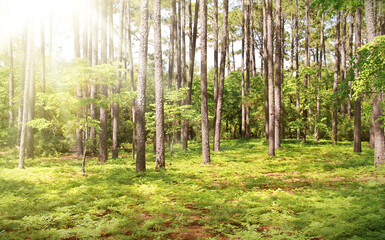 Sun shining through endangered forest with trees and green ferns