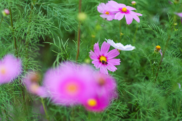 Bee and pink cosmos flowers in the garden