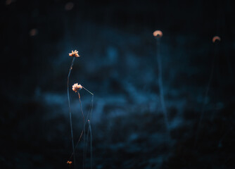 Backlit small flowers on field moody dark color