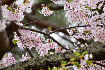 古い桜の木に止まるメジロ