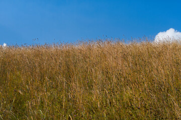 grass and sky landscape