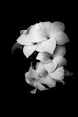 white flower on black