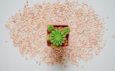 Top view of cactus or succulent plant in square plastic pot placed on orange pebbles with copy space