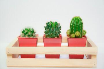 Cactus in plastic pot display in wooden tray on white background for interior or home decoration