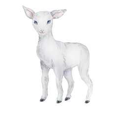 Watercolor illustration white lamb, Easter image