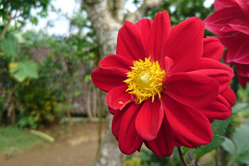 red dahlia in the garden