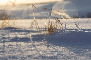 Dry grass from last year pushes through the snow. The grass is shot with a musical out of focus effect. Sun glare falls into the frame. High quality photo