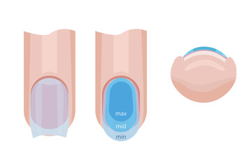 Nail care. Distribution of the base on the nail. Illustration for a manual for manicure. Vector illustration