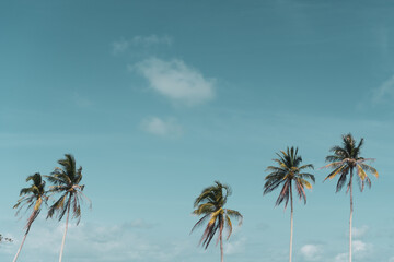 Minimal tropical coconut palm tree in summer with sky background. Copyspace you can put text on. Vintage film color tone.