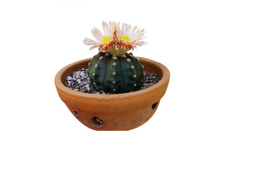 Isolated cactus in clay pot on white background with copy space clipping paths. Cactus with thorns and flower.