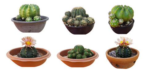 Set of isolated cactus in clay pot on white background with copy space clipping paths. Cactus with thorns and flower.