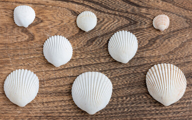 Composition of white sea shells on wooden background