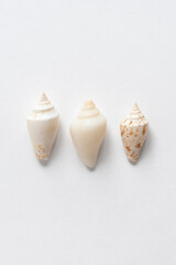 Various shells on a white backdrop. Natural marine theme background with copy space.