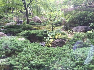 Japanese garden with beautiful greenery 