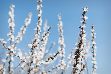 spring flowering: white apple blossoms. the concept of International Women's Day, March 8