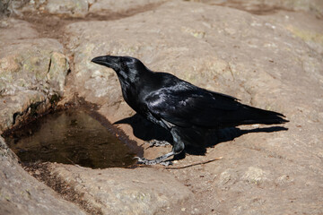 October 10 2018: A northwestern crow, or corvus caurinus, poses for the camera at the Dog Mountain summit lookout in North Vancouver, British Columbia, Canada on a warm and sunny autumn day. 