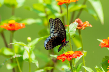 Flowers daisies in summer spring meadow on background blue sky with white clouds, flying orange butterfly, wide format. Summer natural idyllic pastoral landscape, copy space.