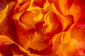 Red yellow rose background : Flower Mothers day 
or Valentines card.