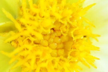 soft focus macro fresh yellow sunflower. Harvest time, agriculture, farming. Sunflower blooming Close-up. Sunflower natural background. Flower card, wallpaper.