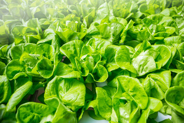 Fresh green lettuce background, agriculture industry concept, organic vegetable farming