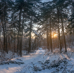 Sunset in the coniferous forest in winter