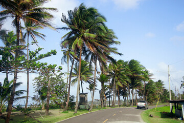 Automóvil de trabajo recorre la costanera caribeña entre palmas y playas azules.
