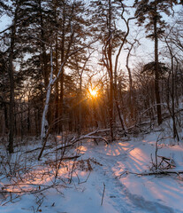 Sunset in the coniferous forest in winter