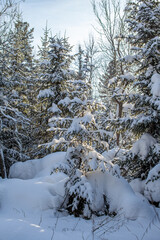 Winter road in a snowy forest, tall trees along the road.