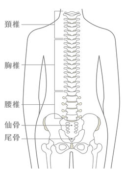 人間の体 脊柱(背骨)