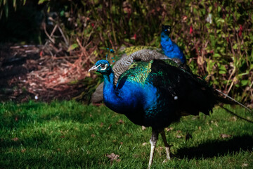 Fototapeta premium Victoria, Vancouver Island, British Columbia - October 18 2018: A large male peacock - Indian Peafowl - struts around Beacon Hill Park in Victoria on an autumn day, sunset.