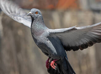 Action Scene of Rock Pigeon Flying in The Air Isolated on Background