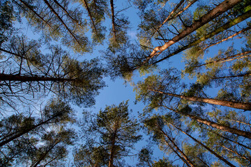 The treetops of spruce trees with blue sky.
Nature, environment, ecology and forestry.