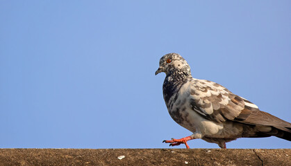 Close-up Rock Pigeon Walking on The Roof Isolated on Blue Sky