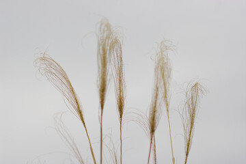 dry reed