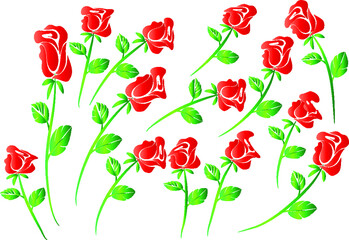 vector drawing red rose background design