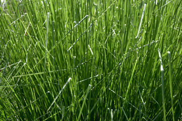 葉模様　自然の模様