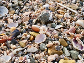 shells on the beach