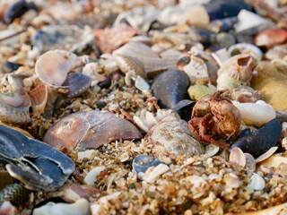 Shell on the beach