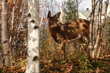 A young deer wanders among birch trees in Mont Tremblant, Quebec, Canada, during the autumn of 2017.