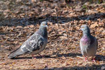 Mating games of a pair of pigeons