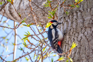 Little woodpecker sits on a tree trunk. The great spotted woodpecker, Dendrocopos major