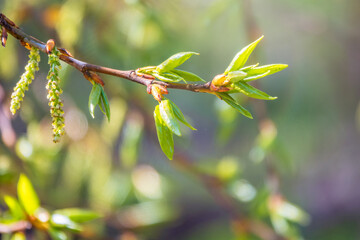 Green bushes with young leaves in the sunset