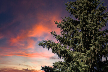 Colorful twilight sky with silhouette of spruce tree forest in foreground. Fir tree against pink to orange evening sky.