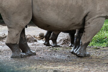 Naklejka premium rhino in the wild