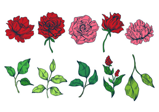 Flowers illustration 01 color