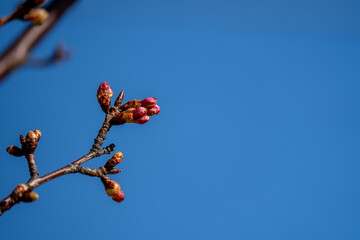 開花しそうな河津桜(カワヅザクラ)の蕾