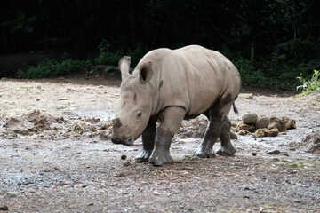 baby rhino in the wild