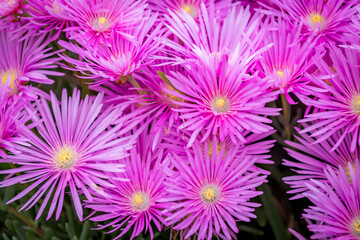 Obraz premium Pink Flowers