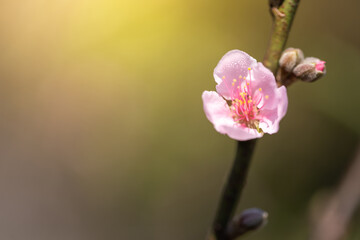 Sakura flowers blooming blossom in Chiang Mai, Thailand