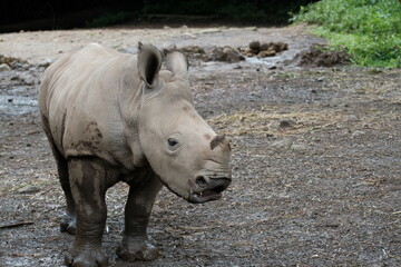 Naklejka premium baby white rhino in the wild